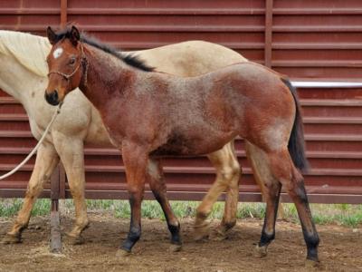 Whiskey Up Orchid JW <BR> AQHA 6094905